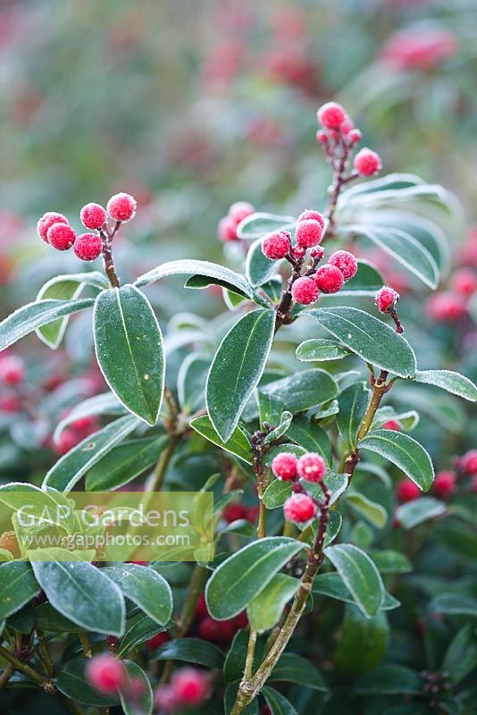 Skimmia japonica 'Tansley Gem' Red berries covered with frost 