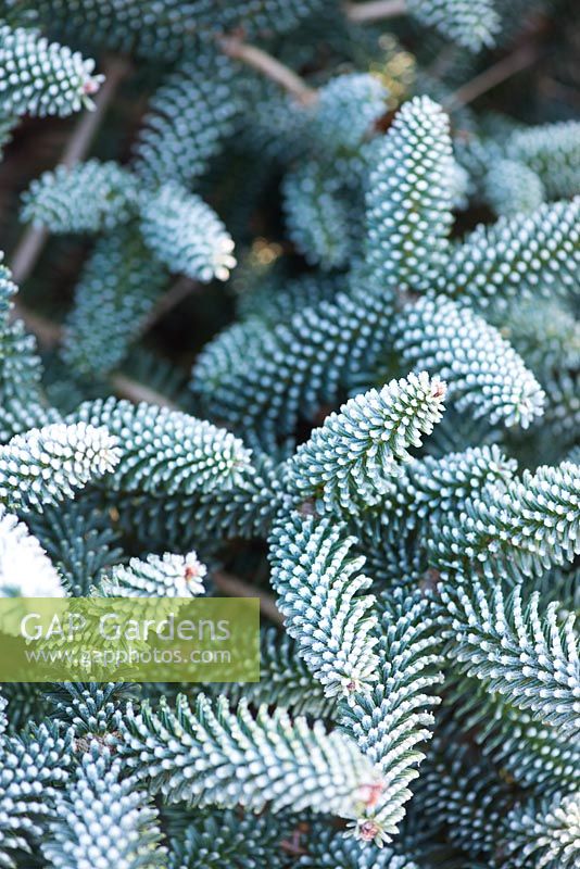 Abies pinsapo 'Aurea' - Spanish fir covered with frost in winter  