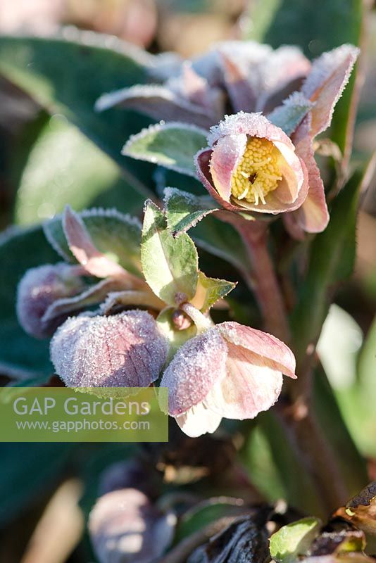 Helleborus sternii covered with frost