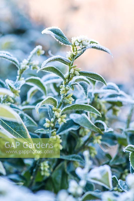 Sarcococca confusa - sweet box covered with frost in winter