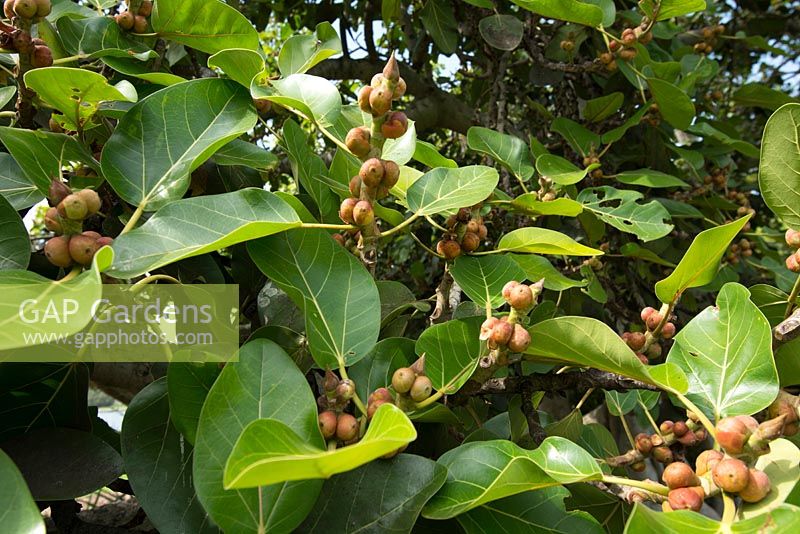 Ficus macrophylla Moreton Bay fig. Foliage and fruit. Late summer, The Domain, Sydney, NSW, Australia