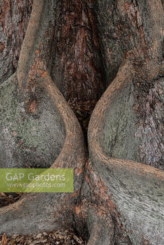 Ficus macrophylla - Moreton Bay fig. Buttress. Late summer, The Domain, Sydney, NSW, Australia