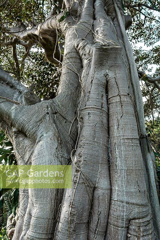 Ficus rubiginosa - Port Jackson fig, Rusty fig. Late summer, Royal Botanic Garden Sydney, NSW, Australia