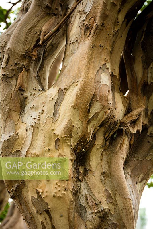 Lagerstroemia indica Crepe myrtle. Late summer, Sydney, NSW, Australia.
