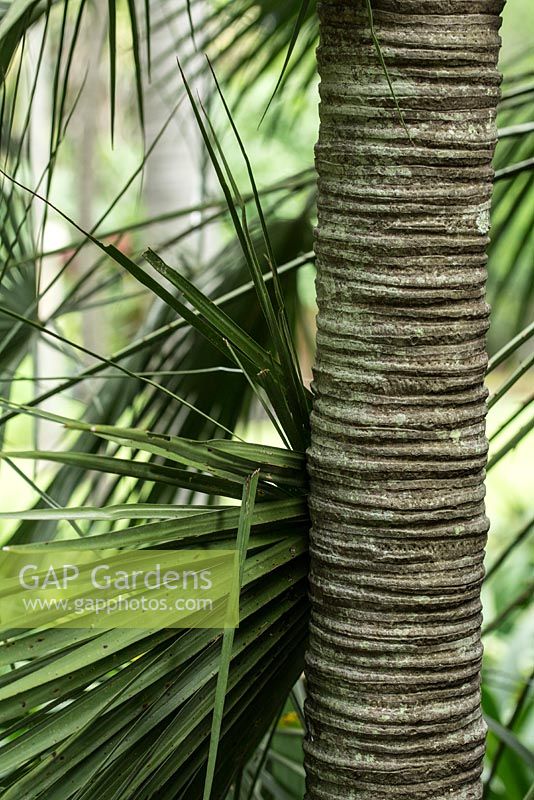 Rhopalostylis sapida Feather duster palm. Royal Botanic Garden Sydney, NSW, Australia