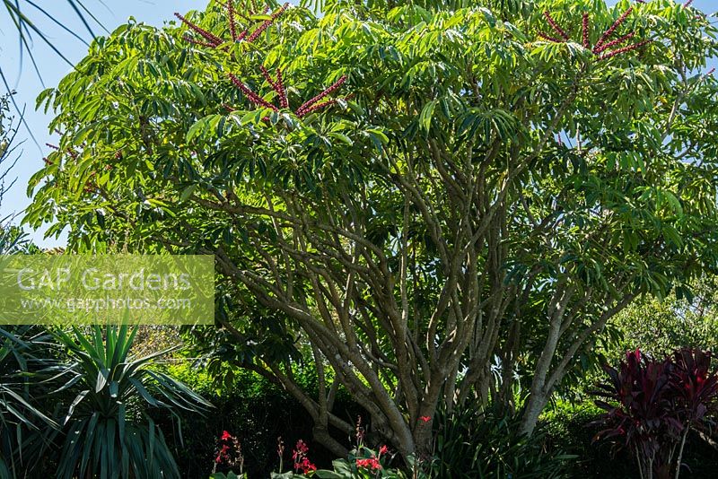 Schefflera actinophylla - Umbrella tree. March, Royal Botanic Garden Sydney, NSW.