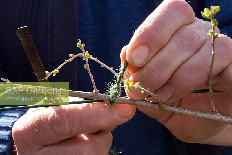 Pruning and Training a Goji Berry plant grown on wires. Select and tie in a main stem to the wire with twine