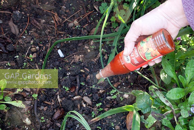 Discouraging badgers from digging up plants by sprinkling hot pepper sauce onto the soil
