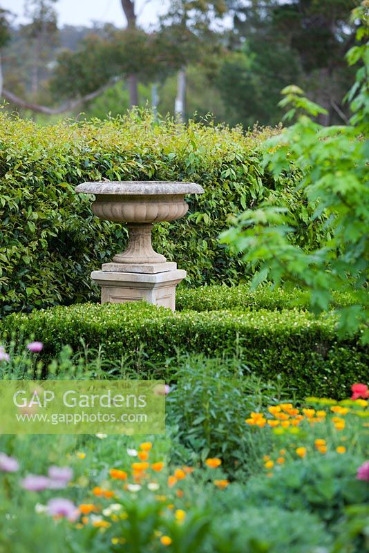 Sandstone look cast cement wide mouth urn on plinth. Surrounded by Buxus hedge in front of lilly pilly hedge with spring flowers in the foreground Eschscholzia californica - California Poppy.