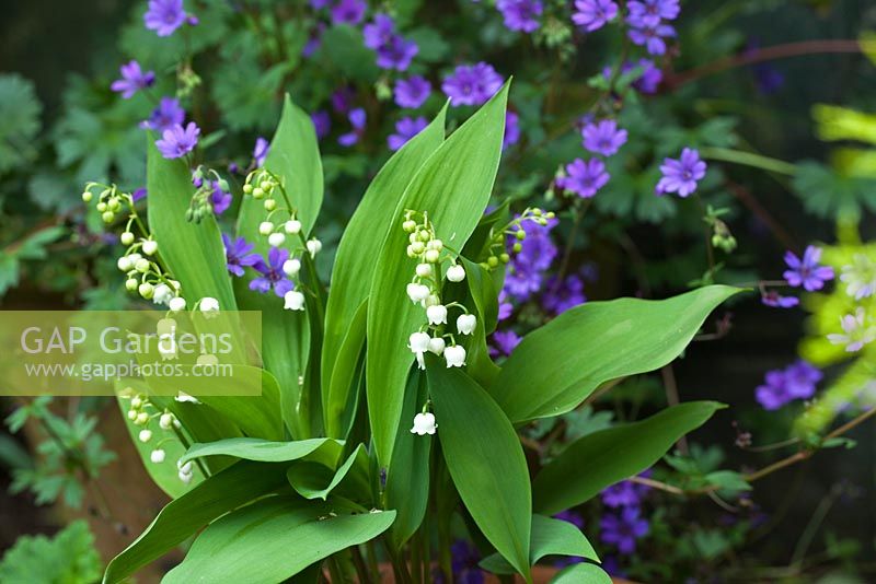 Convallaria Majalis - Lilly of the Valley, strongly scented bell-shaped white flowers with waxy textured leaves in late spring