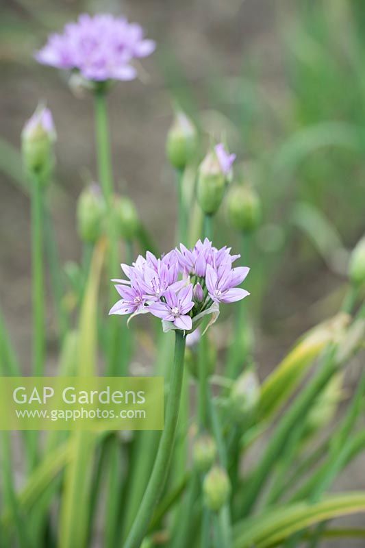 Allium unifolium 'Eros' - Ornamental onion - May - Oxfordshire