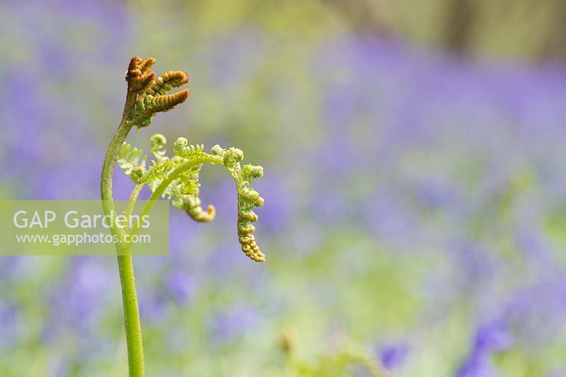 Pteridium aquilinum - Bracken unfurling in a bluebell wood - May - Oxfordshire