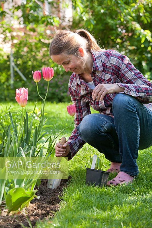 Woman planting perennial Knautia macedonica in Spring.