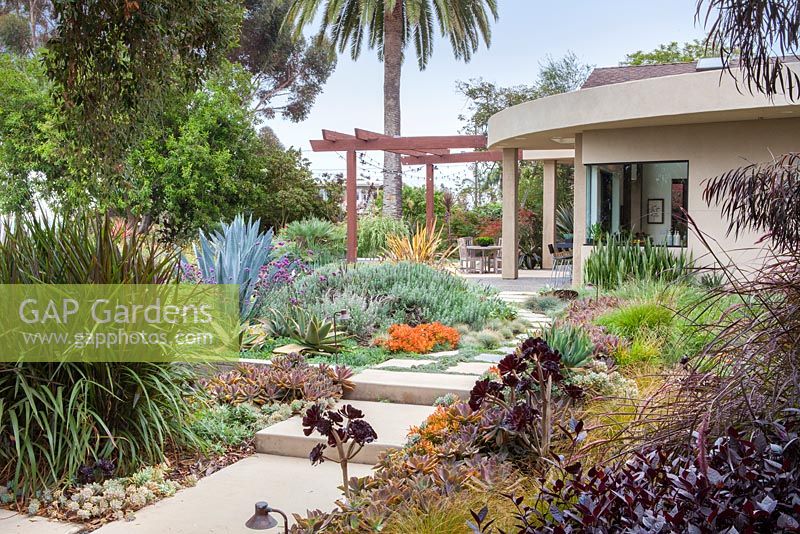 View across concrete path and mixed beds to modern house and outside eating area.  Encinitas, California, USA. August.