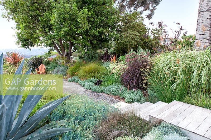 Wooden decking leading to gravel pathway between mixed beds containing ornamental grasses, succulents and large Agave. Debora Carl's garden, Encinitas, California, USA. August.