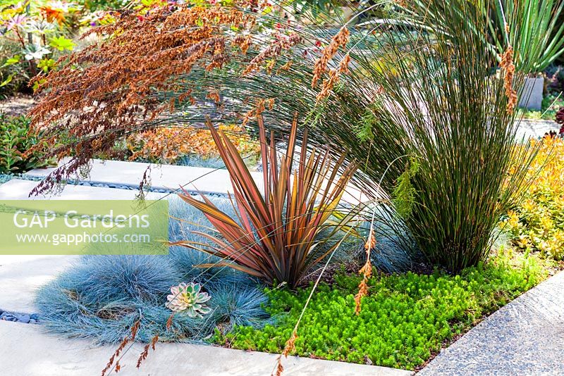 Portrait of Phormium Maori Sunrise planted with Festuca glauca and Sedum 'Angelina'.  Debora Carl's garden, Encinitas, California, USA. August.