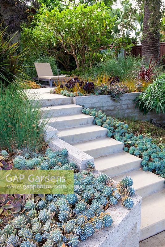 View of concrete steps planted either side with succulents with sun lounger. Debora Carl's garden, Encinitas, California, USA. August.