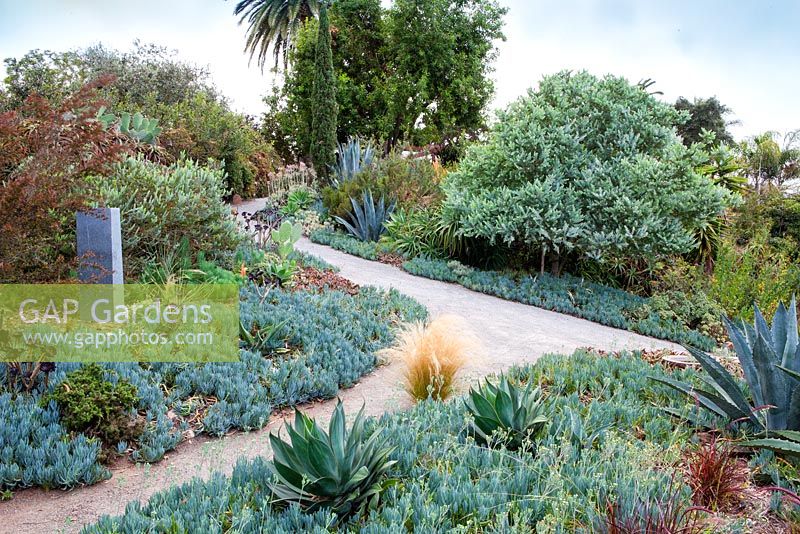 View of path winding through mixed borders containing succulents and cactus. Debora Carl's garden, Encinitas, California, USA. August.