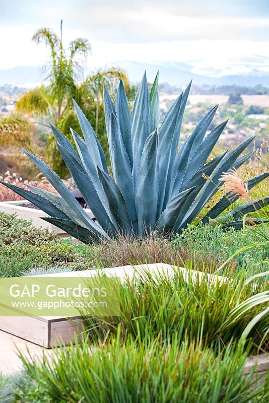 Agave americana. Debora Carl's garden, Encinitas, California, USA. August.