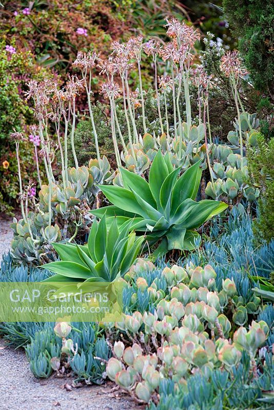 View of mixed border with succulents in flower and Agave. Debora Carl's garden, Encinitas, California, USA. August.