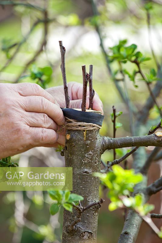 Grafting an apple tree Malus 'Jonathan'. Tying grafts with elastic band