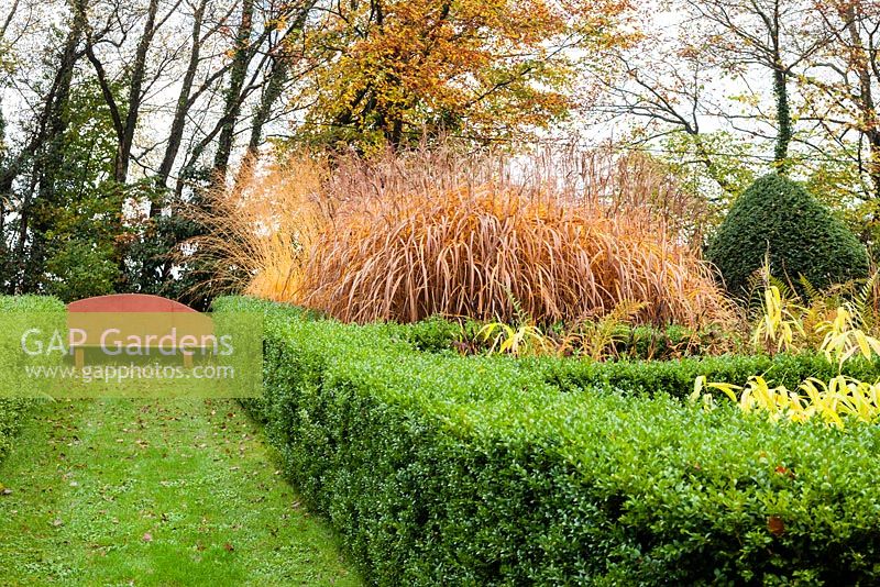 View to Veddw Seat and Grasses Parterre. Hedge of Buxus sempervirens. In Parterre: Miscanthus sinensis 'Malepartus' and Molinia caerulea 'Transparent'. Veddw House Garden, Monmouthshire, Wales, UK. Garden designed and created by Anne Wareham and Charles Hawes

