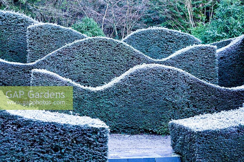 The Hedge Garden. Taxus baccata. Veddw House Garden, Monmouthshire, Wales, UK. Garden designed and created by Anne Wareham and Charles Hawes