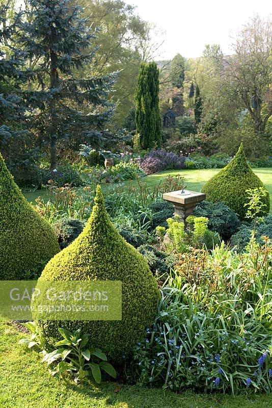 Pointed box topiary. Hillbark Garden, Yorkshire