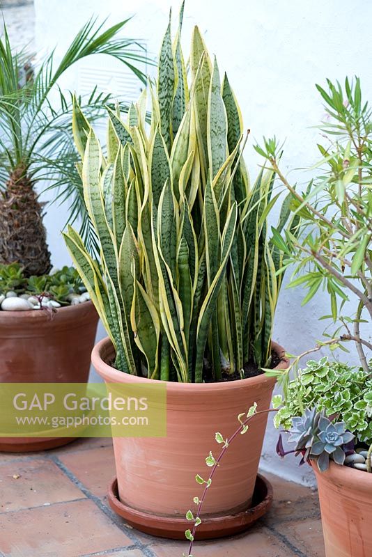 Sansevieria trifasciata - mother-in-law's tongue in containers 