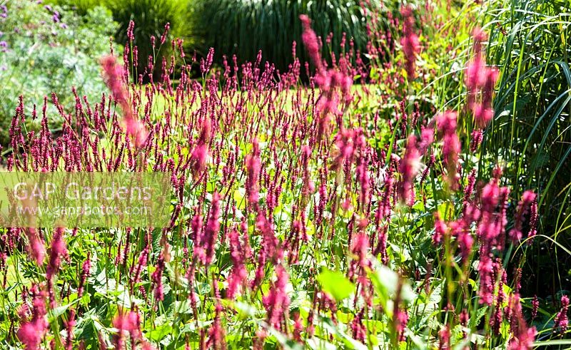 Persicaria amplexicaulis - July, Les Jardins de la Poterie Hillen