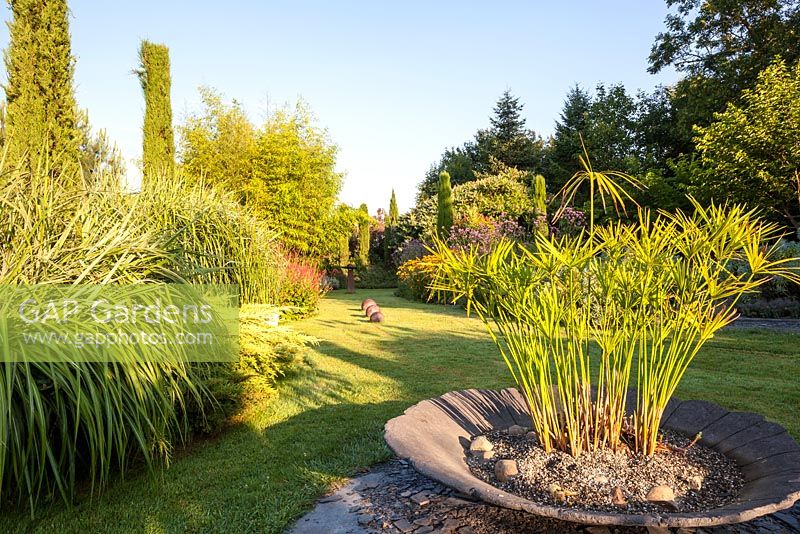 Bowl planted with Cyperus papyrus, lawn with decorative stone balls, borders with perennials, grasses and Cupressus sempervirens - July, Les Jardins de la Poterie Hillen