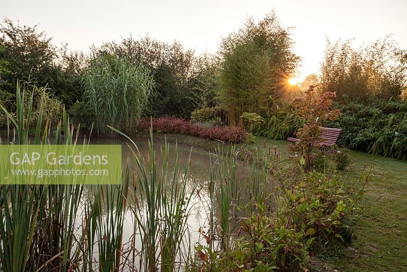 Pond with waterside planting including grasses, reed, bamboo, Arundo donax and Persicaria microcephala 'Red Dragon' - July, Les Jardins de la Poterie Hillen