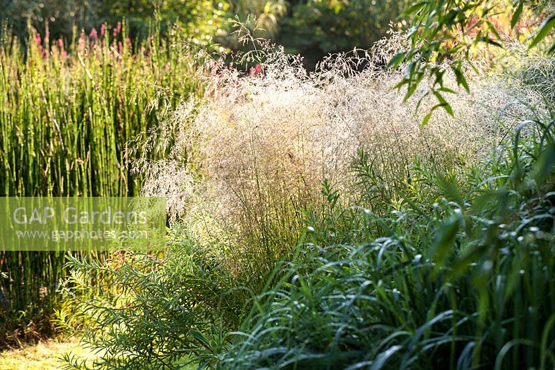 Deschampsia cespitosa 'Goldschleier' - July, Les Jardins de la Poterie Hillen