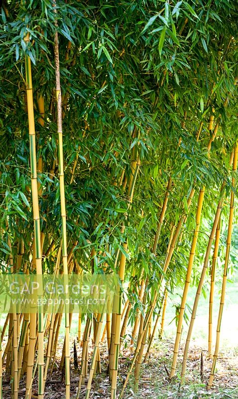 Phyllostachys bambusoides 'Castillonis' - July, Les Jardins de la Poterie Hillen
