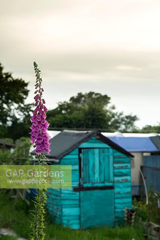 Foxglove growing on allotment with shed in background