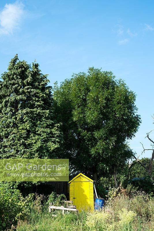 Yellow shed on allotment dwarfed by trees