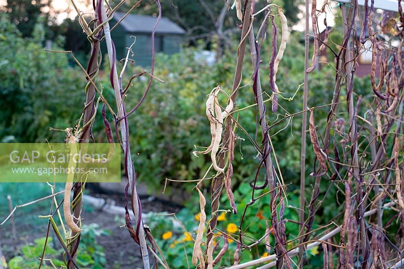 Runner beans drying on the vine - Autumn on the allotment