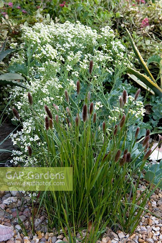 Plant combination. Crambe maritima - sea kale with ornamental grass suitable for salt-spray seaside conditions. Gravel