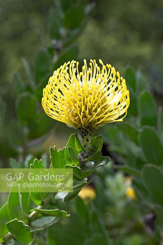 Leucosprmum cordifolium, 'Pincushion' - Protea Family.  Indigenous to South Africa.  Palheiro Gardens, Funchal, Madeira.  March.