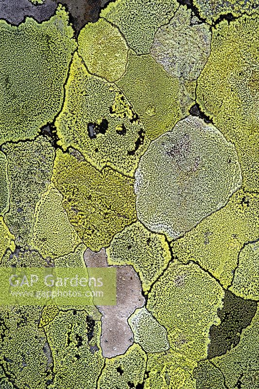 Rhizocarpon geographicum lichen on gravestone