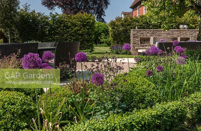 Allium 'Purple Sensation' in contemporary walled garden 