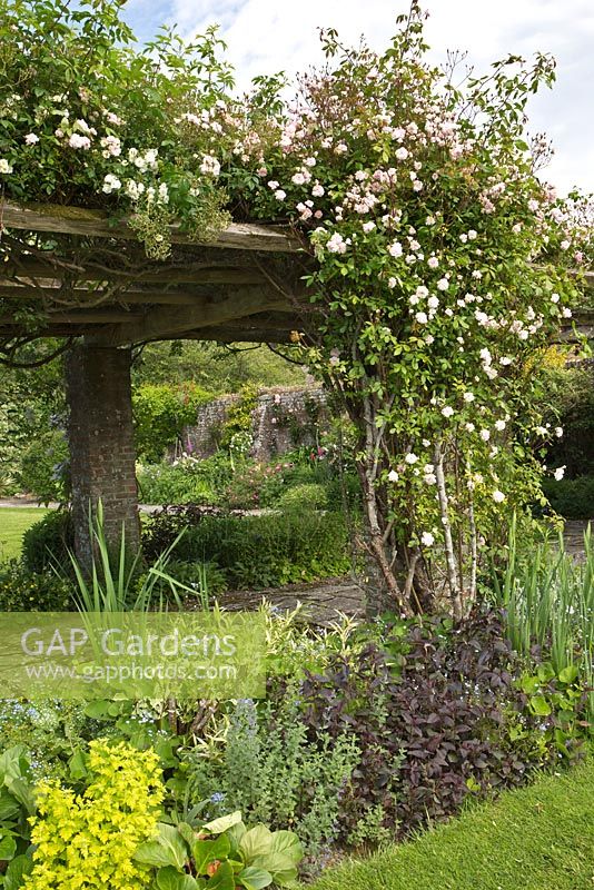 The Arbor border at Gt. Maytham Hall. Rosa 'Paul's Himalayan Musk' in full flower.  Rolvenden, Kent. 