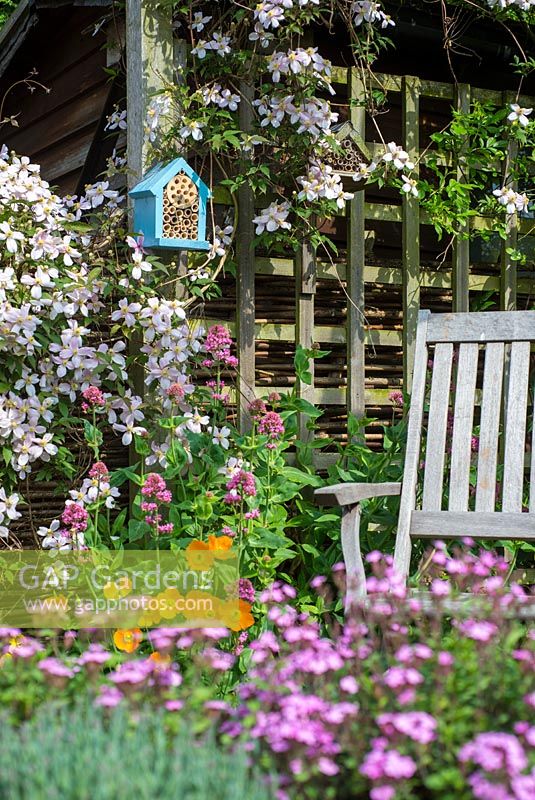 Early summer garden with flowering Clematis Montana and bug box fixed to trellis.