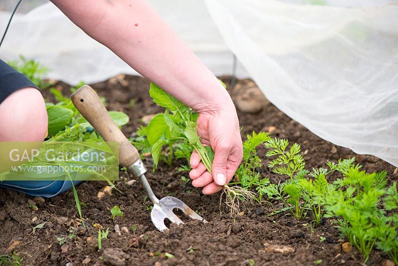 Carrots 'Amsterdam forcing 3' - woman hand weeding young plants under insect mesh