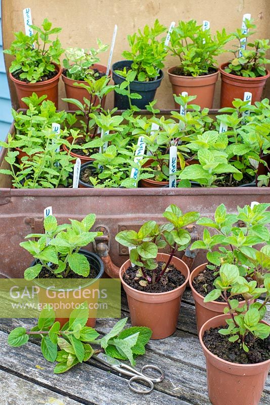 Various varieties of garden mint displayed for effect in an old suitcase.