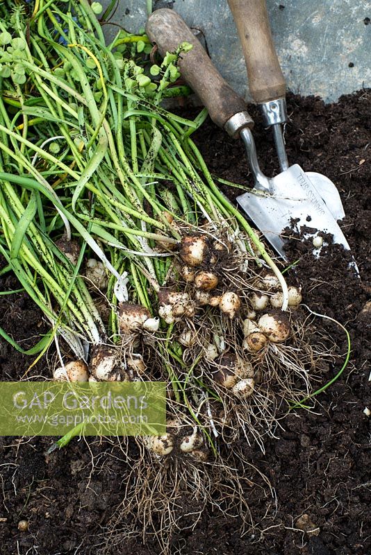 Grape hyacinths - Muscari, bulbs lifted after flowering prior to being transplanted