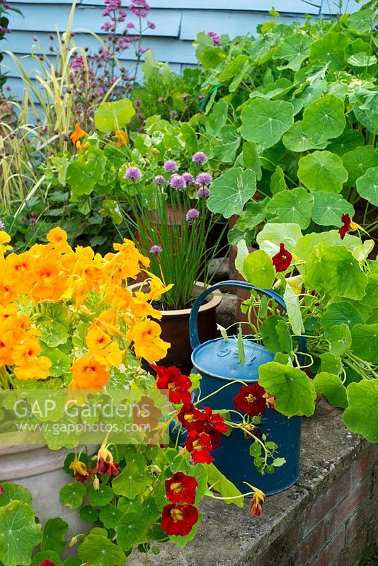 Containers planted with Nasturtiums, with the variegated leaves of 'Alaska Mix' and 'Mahogany Jewel'.
