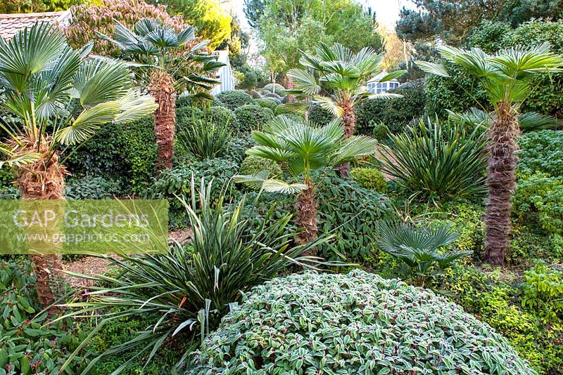 Trachycarpus wagernianus, Prunus lusitanica, Phormiums and others at Dip on the Hill Garden. January. 