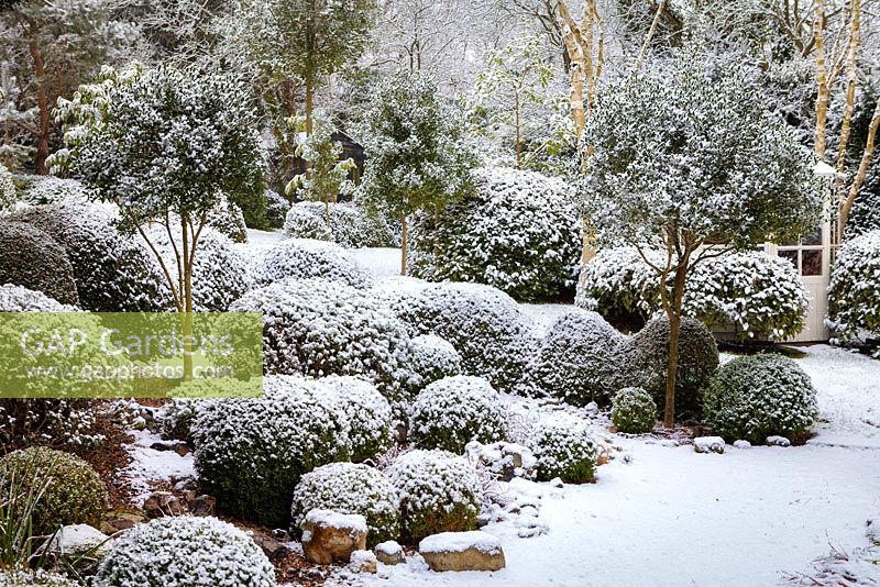 Trees and shrubs covered in snow at Dip on the Hill Garden, February. 