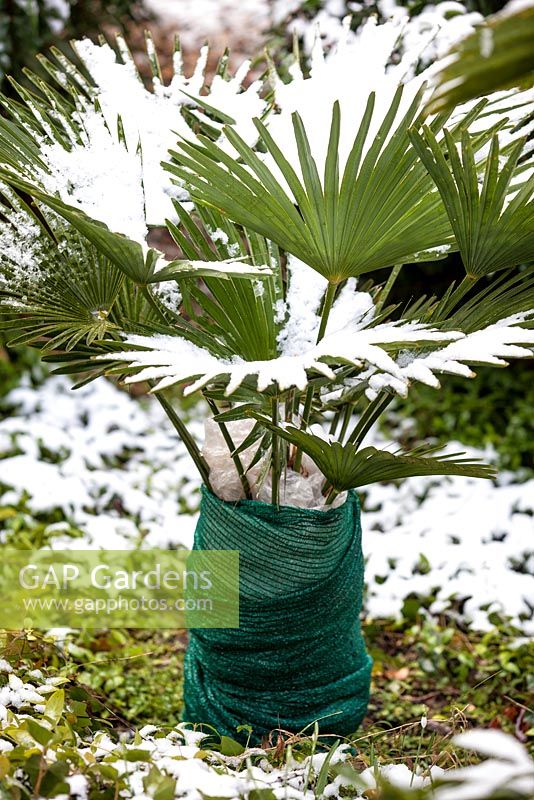 Trachycarpus wagernianus, Palm with winter protection.